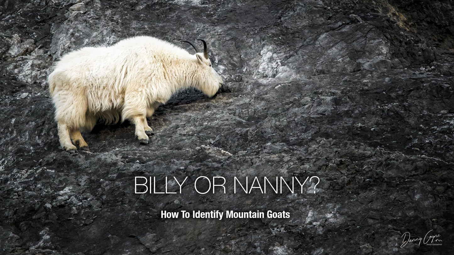 Billy or Nanny? — How to Identify Mountain Goats