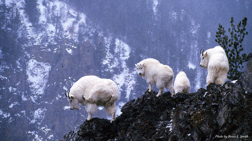 On Hunting, Mountain Goats, Comfort & Complacency